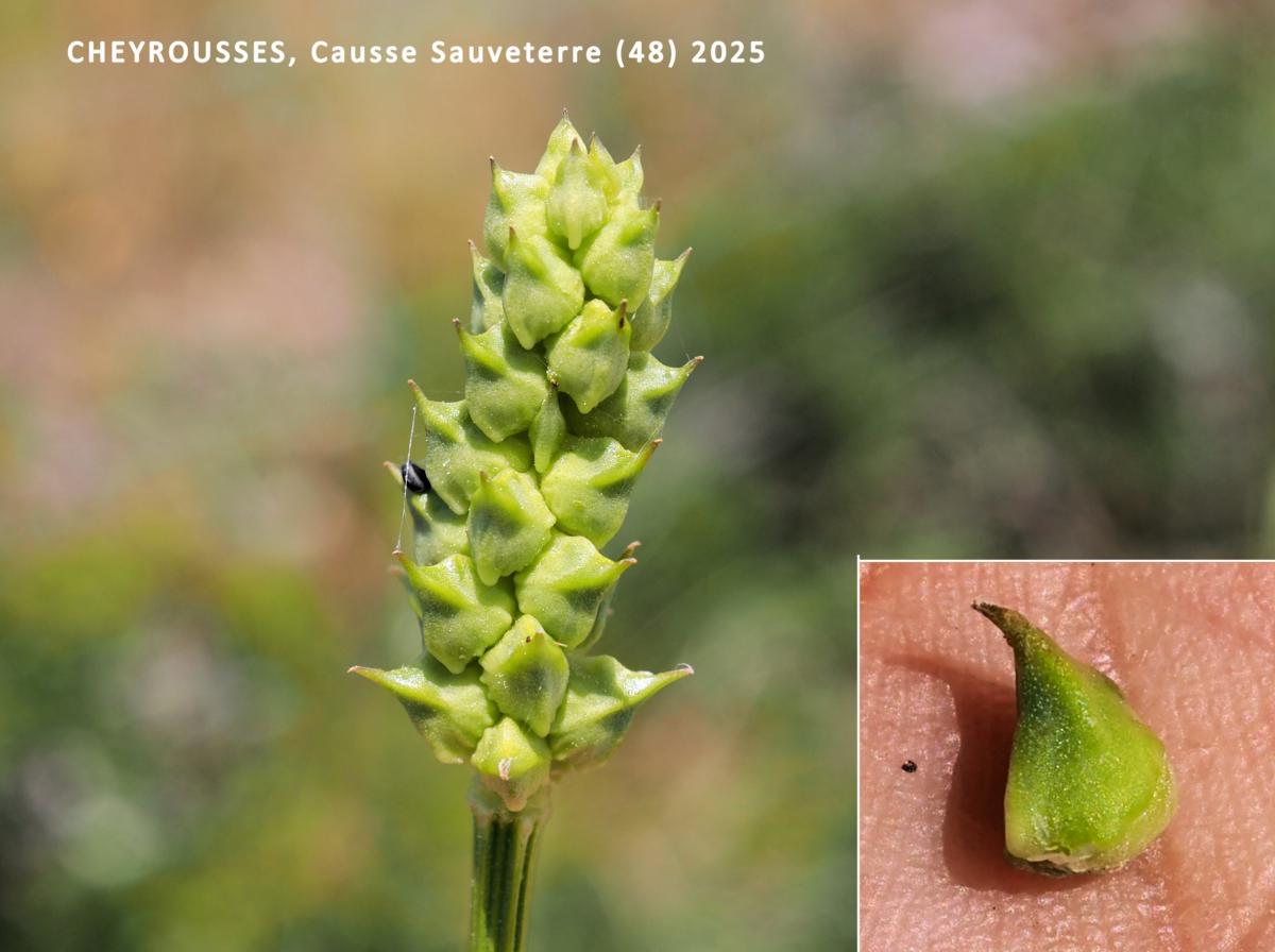 Pheasant's Eye fruit